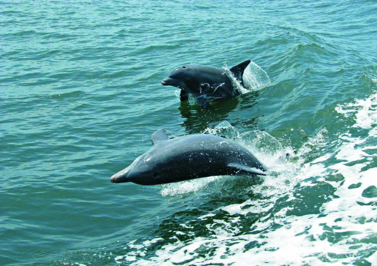 Kalpitiya Dolphin Watching