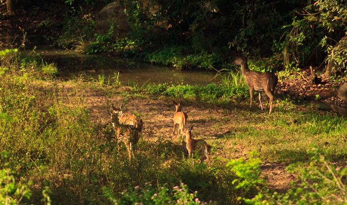 deer1